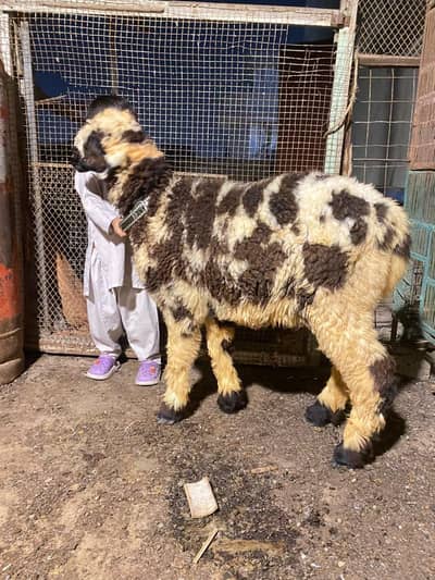 dumba for sale