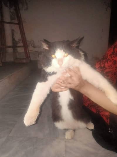 male cat tommy