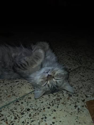 the cat