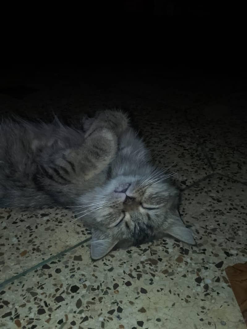 the cat 0