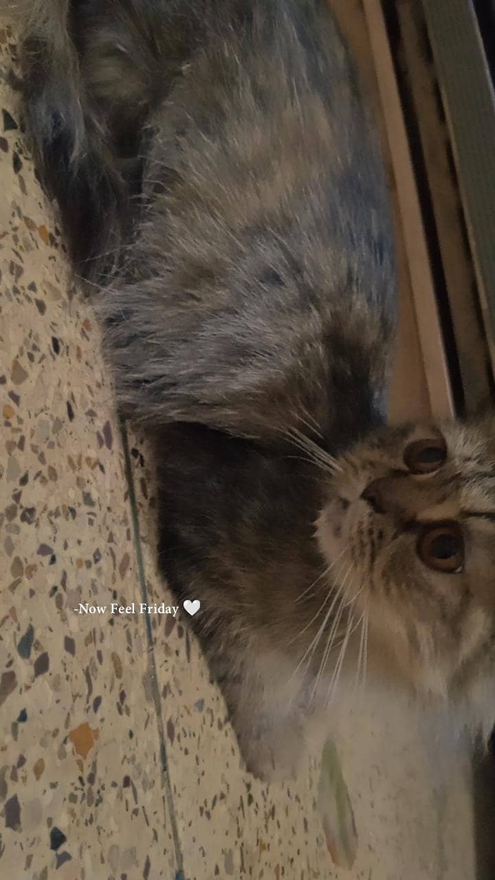 the cat 1