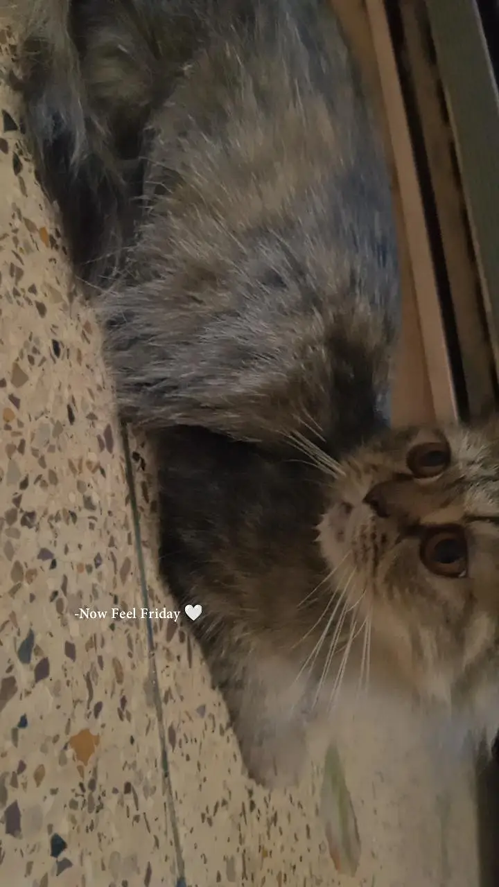the cat — photo 2