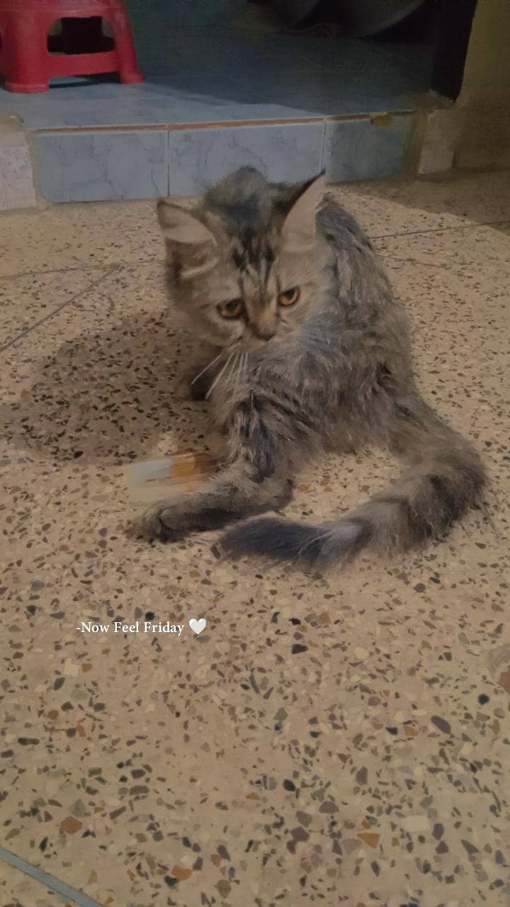 the cat 2