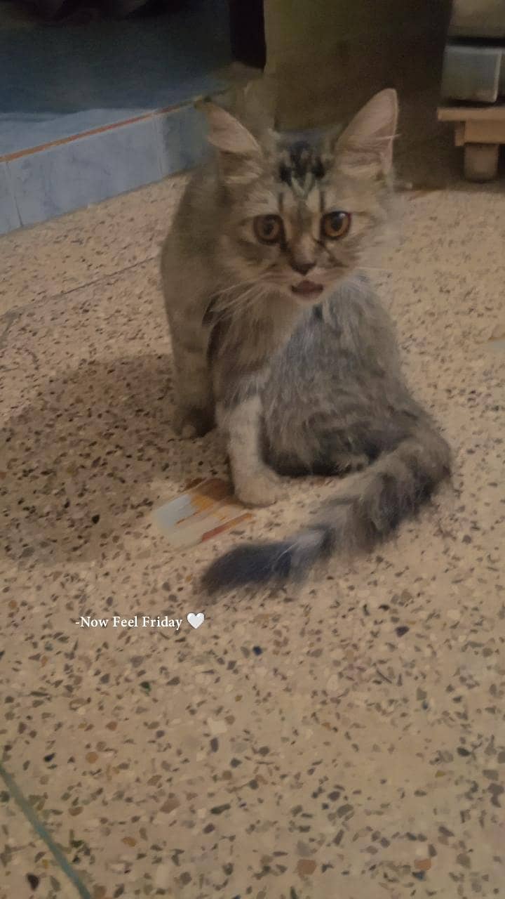 the cat 3