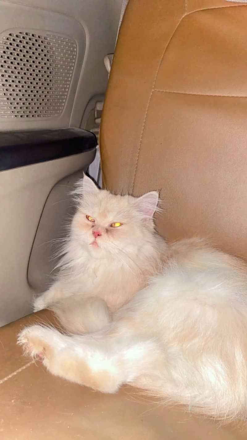 PERSIAN CAT 0