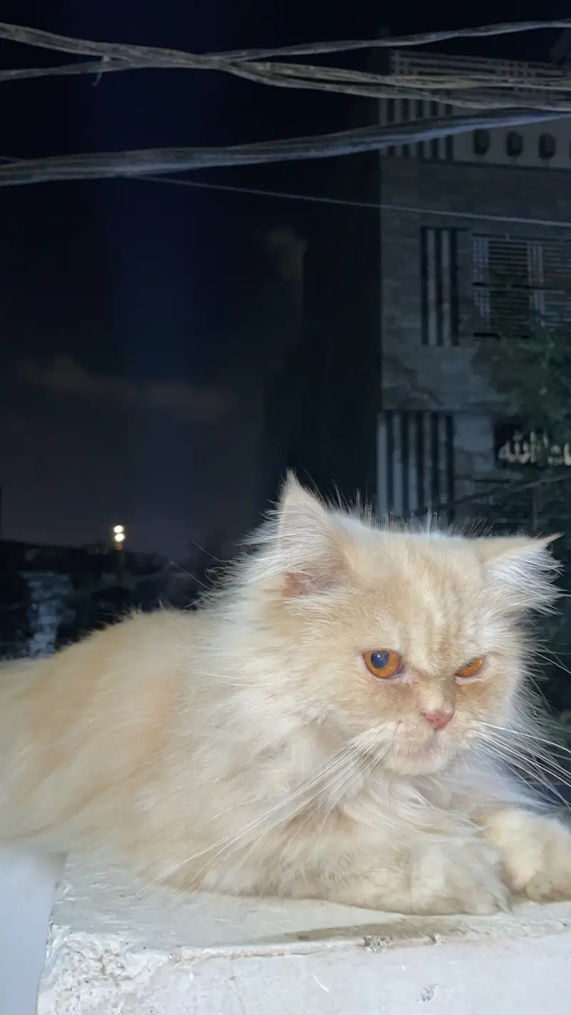 PERSIAN CAT — photo 2