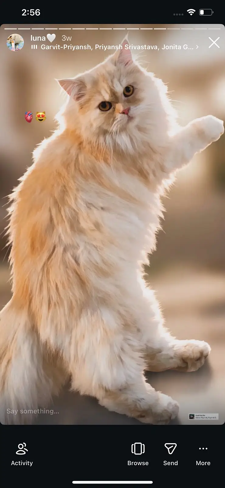 PERSIAN CAT — photo 3