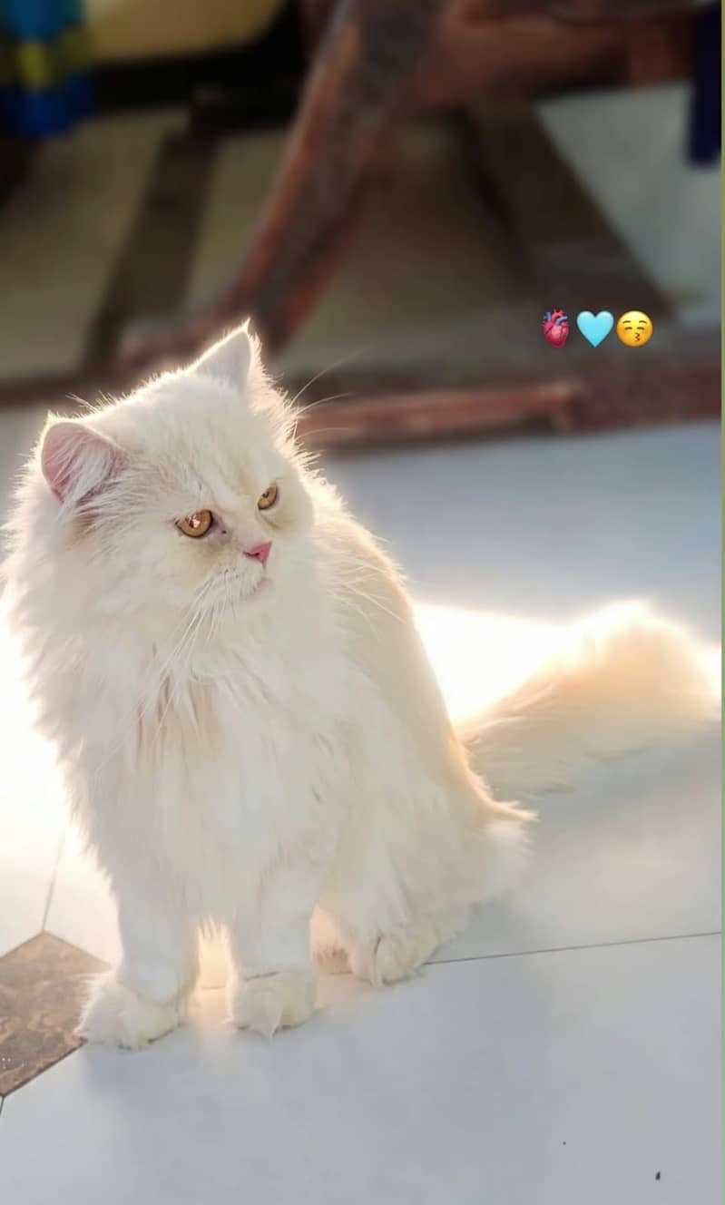 PERSIAN CAT 3