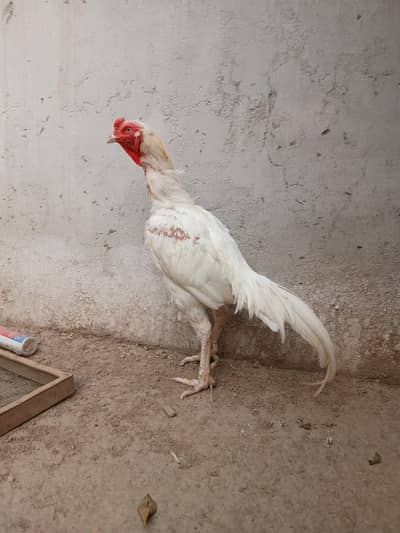 White Heera Aseel | Heera | Noori Heera Breed