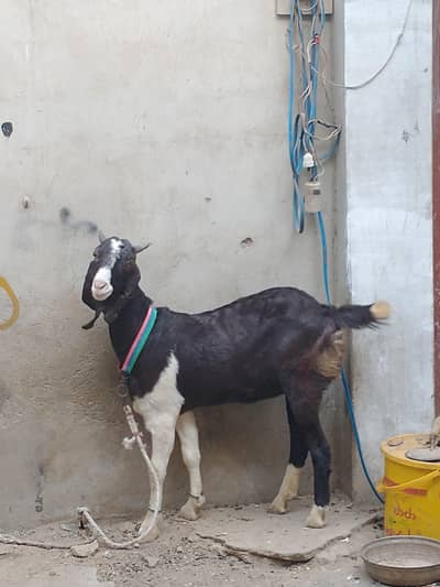 total puri 3 mahine gabban female and dark brown female for sale