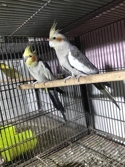 grey cocktail breeder pair female loded with eggs