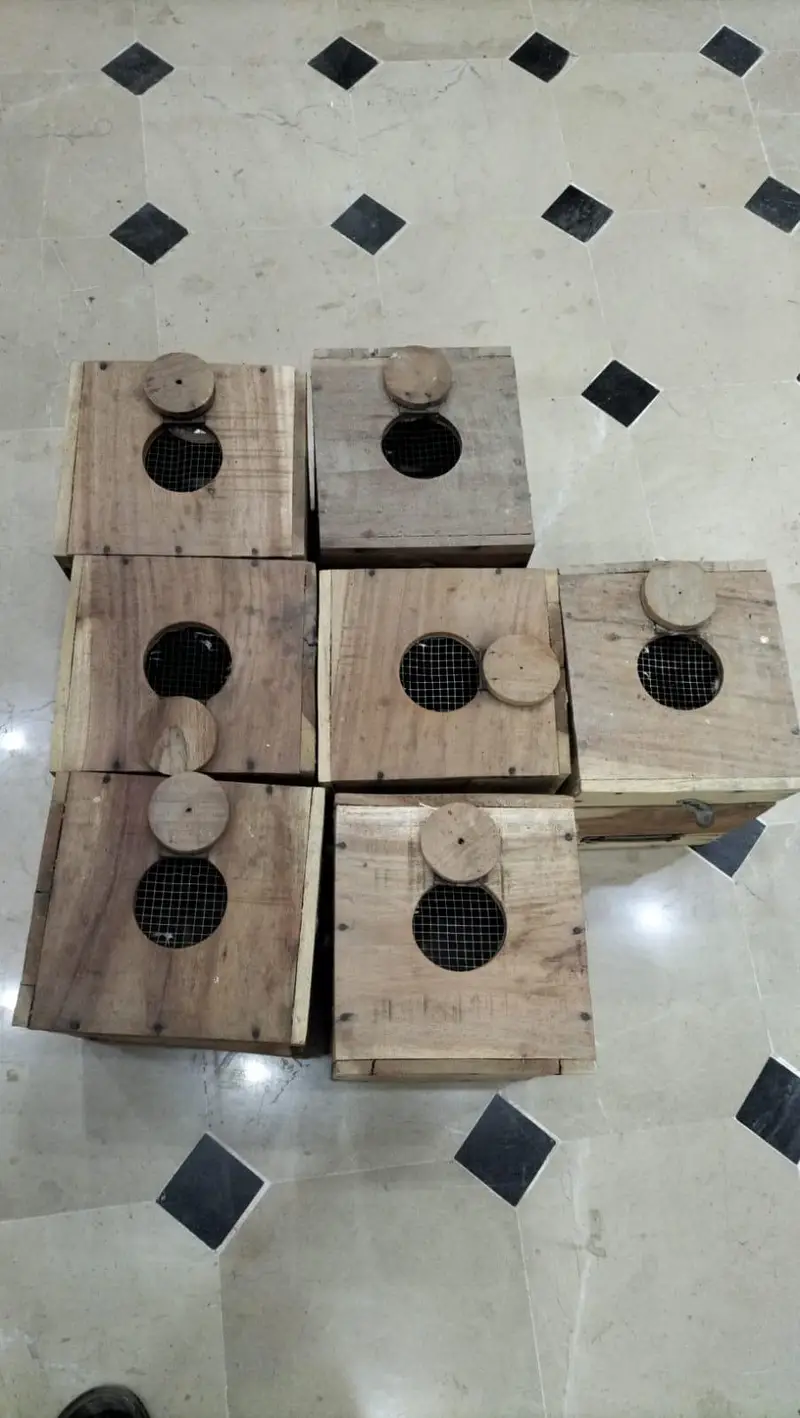 Lovebirds keekar wood boxes