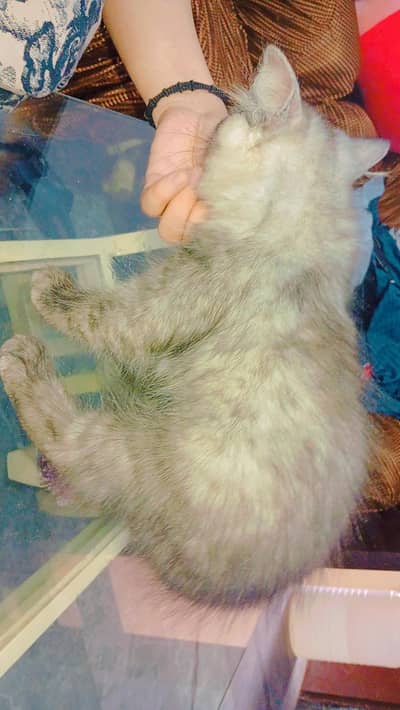 Triple coat Persian cats for sale