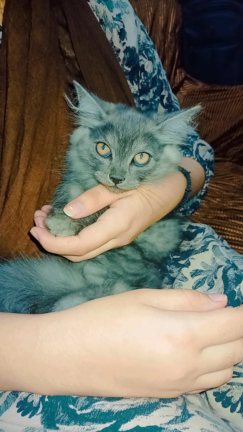 Triple coat Persian cats for sale — photo 2