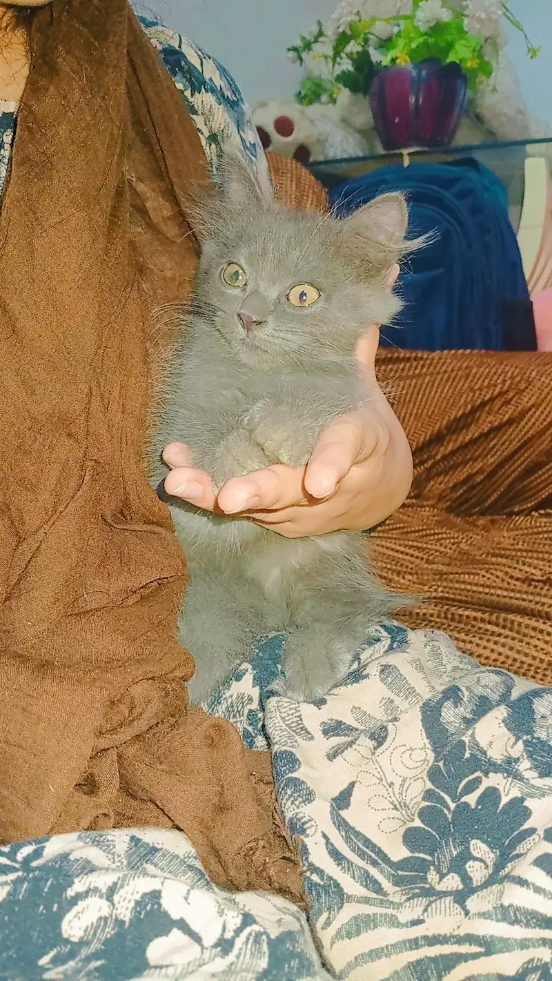 Triple coat Persian cats for sale — photo 3