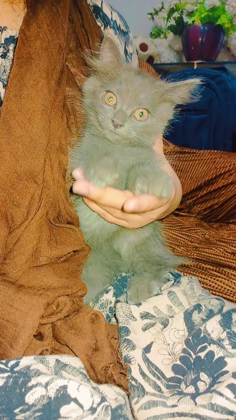 Triple coat Persian cats for sale — photo 4