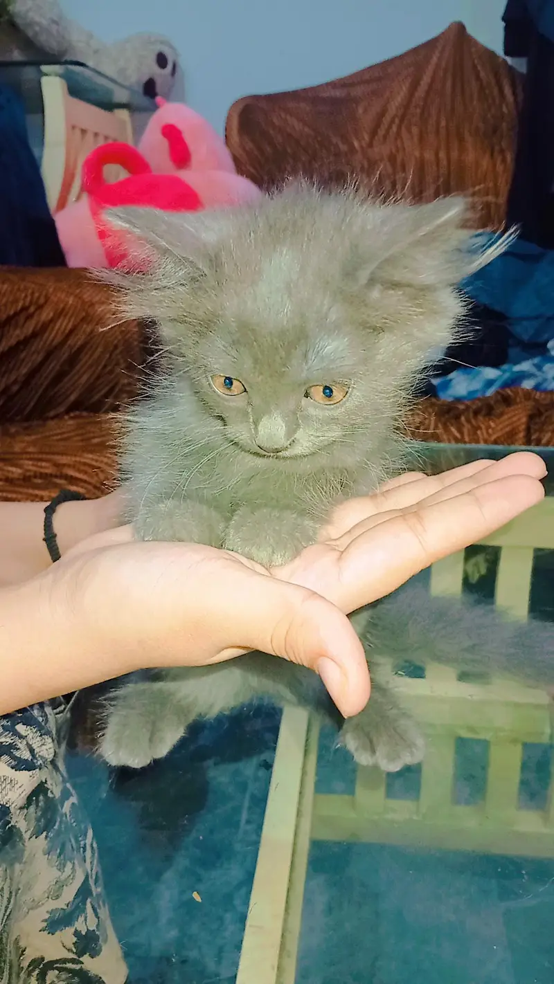 Triple coat Persian cats for sale — photo 5
