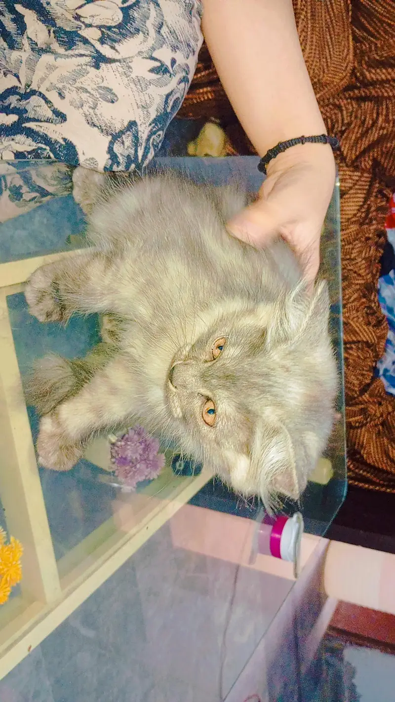 Triple coat Persian cats for sale — photo 6