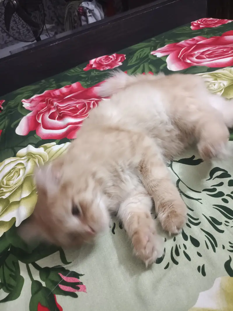 Male for sale — photo 2