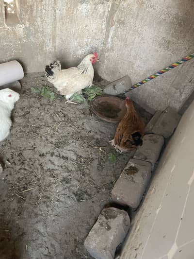 Andea wali golden misri hens (03213831829)