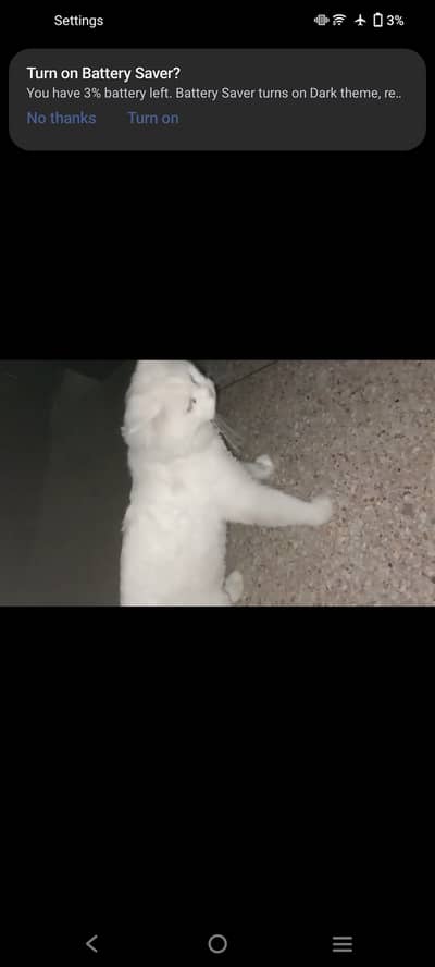 White male cat 4 sale