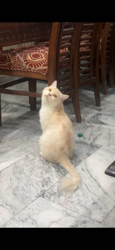 Persian cat contact no 03339081854