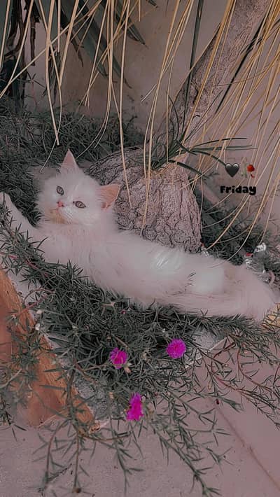 triple coted punch face  female kittin