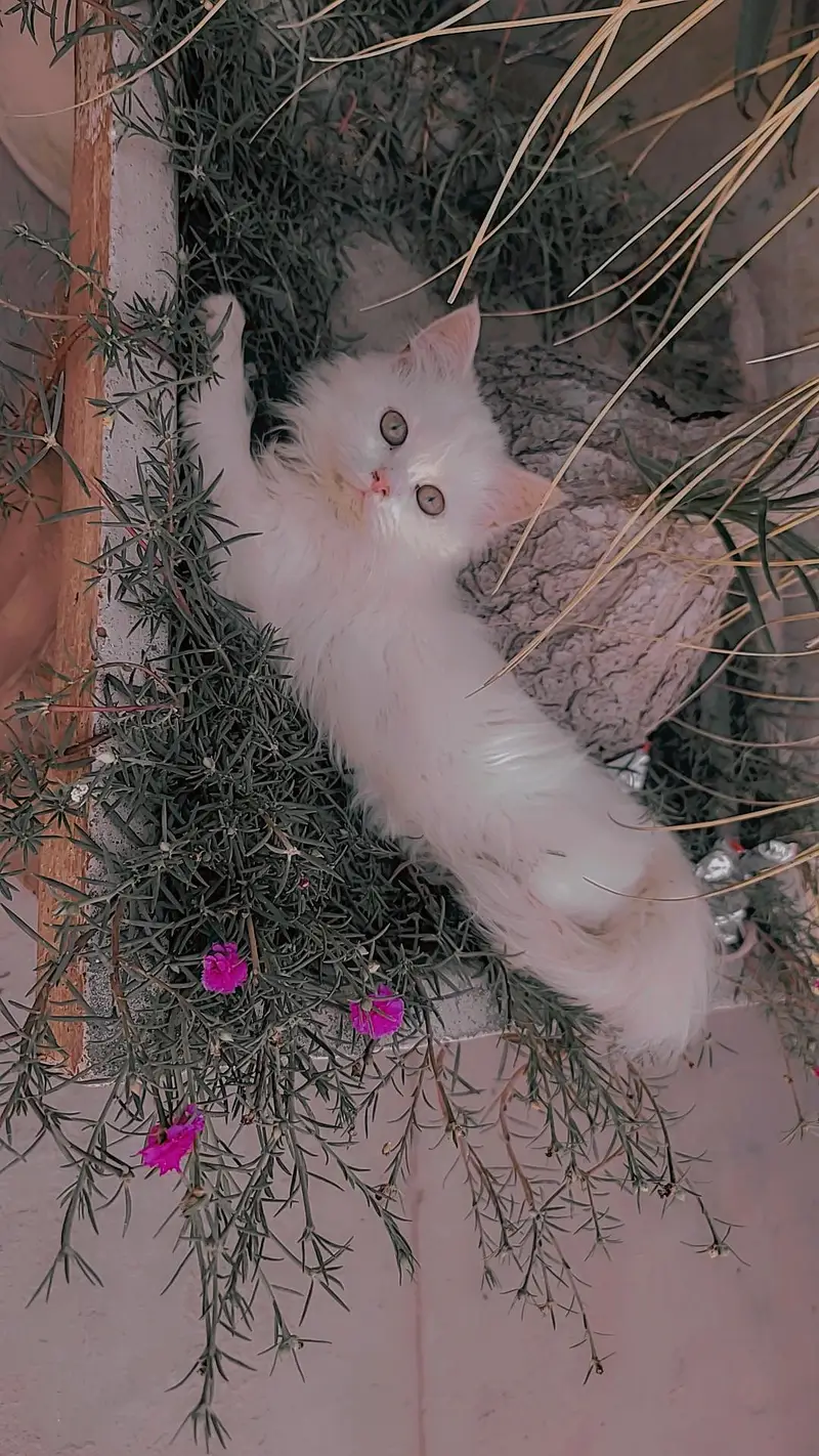 triple coted punch face  female kittin — photo 2