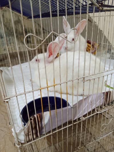 white Red Eyes Rabbits