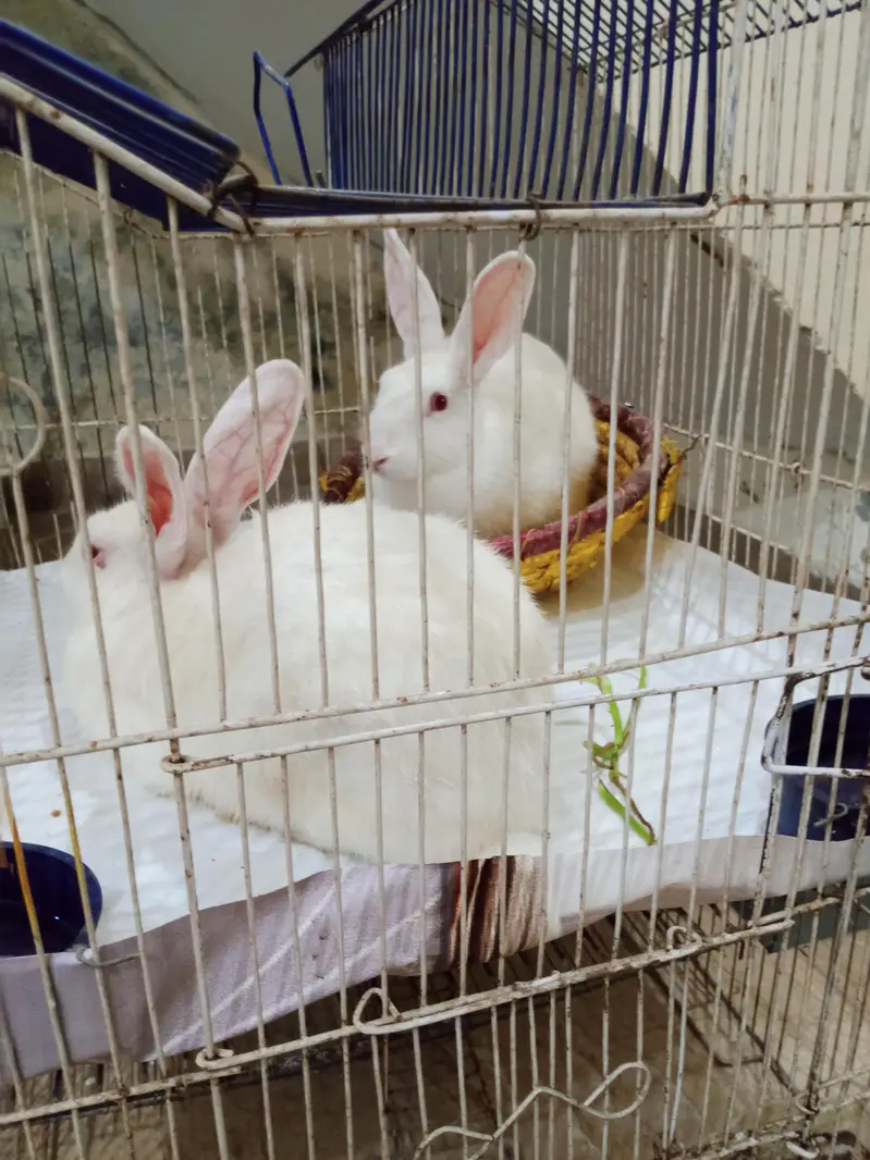 white Red Eyes Rabbits — photo 2
