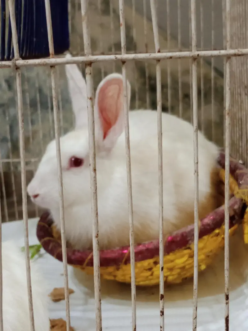 white Red Eyes Rabbits — photo 3