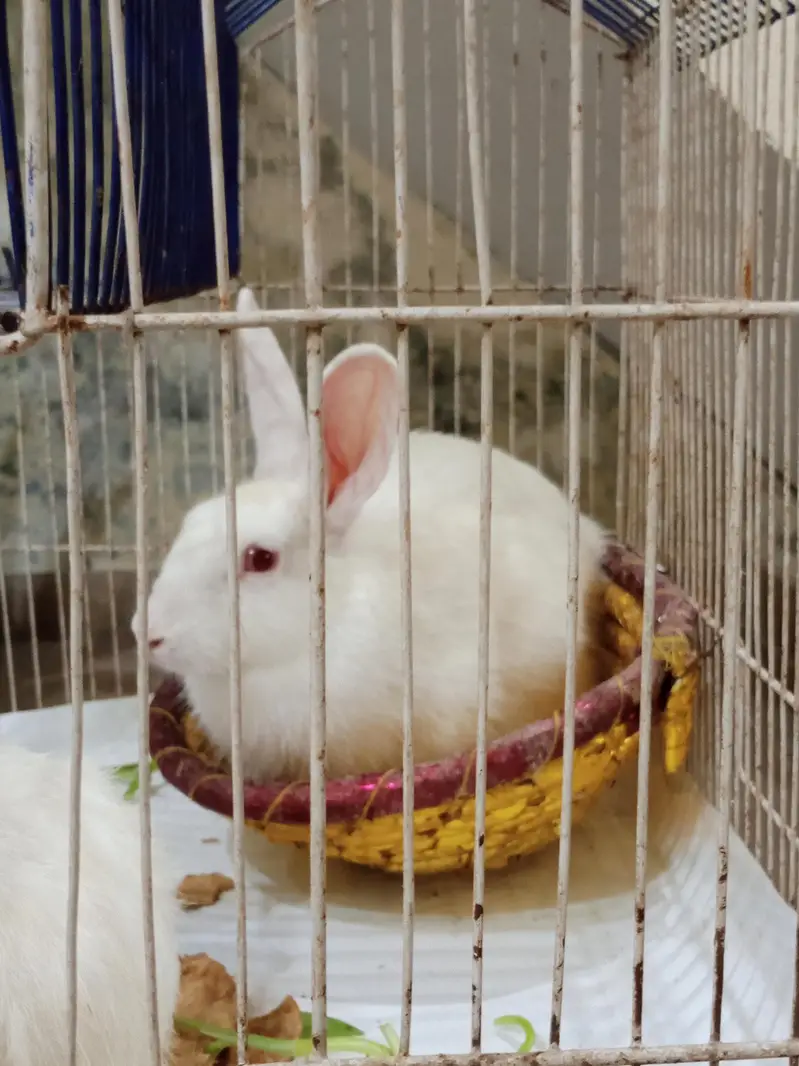 white Red Eyes Rabbits — photo 4