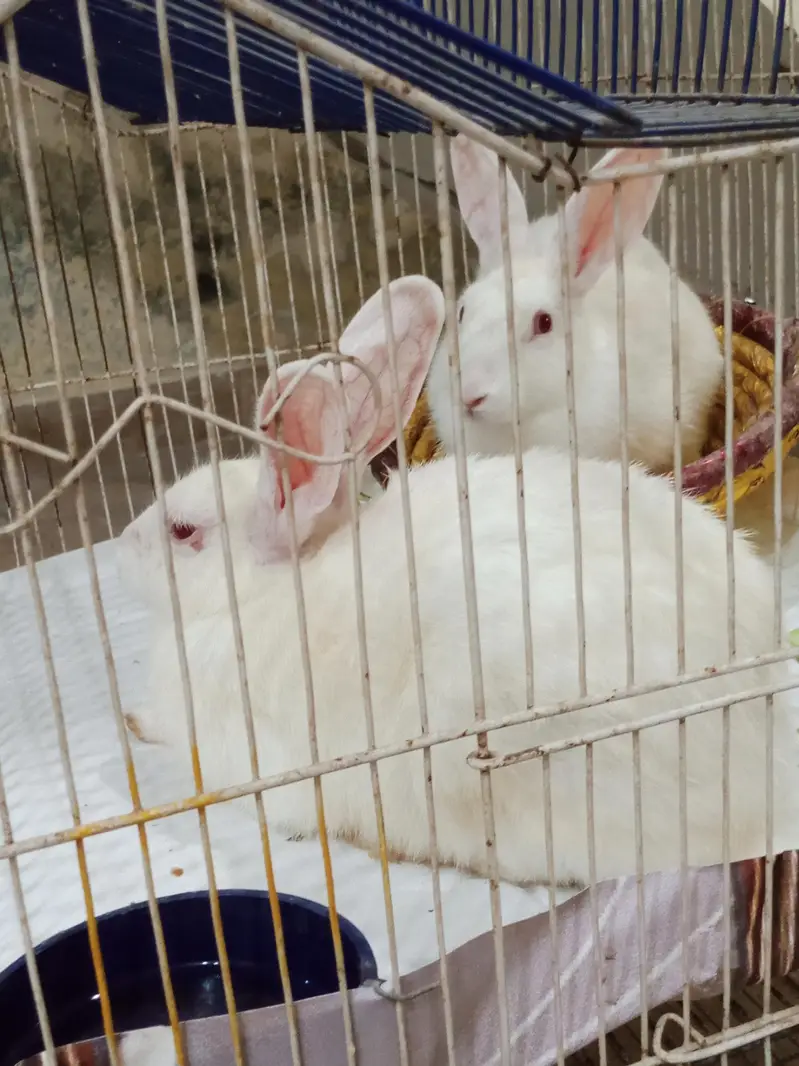 white Red Eyes Rabbits — photo 5
