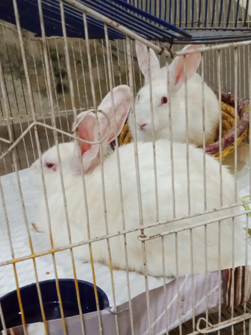 white Red Eyes Rabbits — photo 6