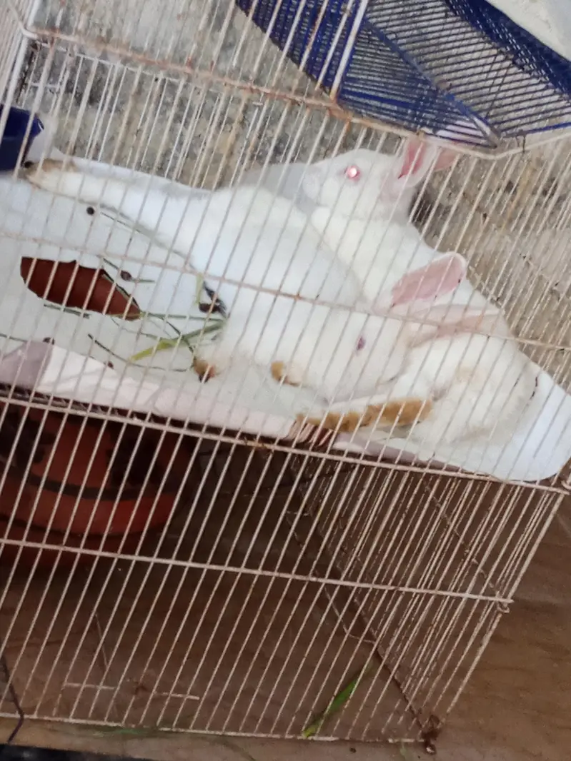 white Red Eyes Rabbits — photo 7