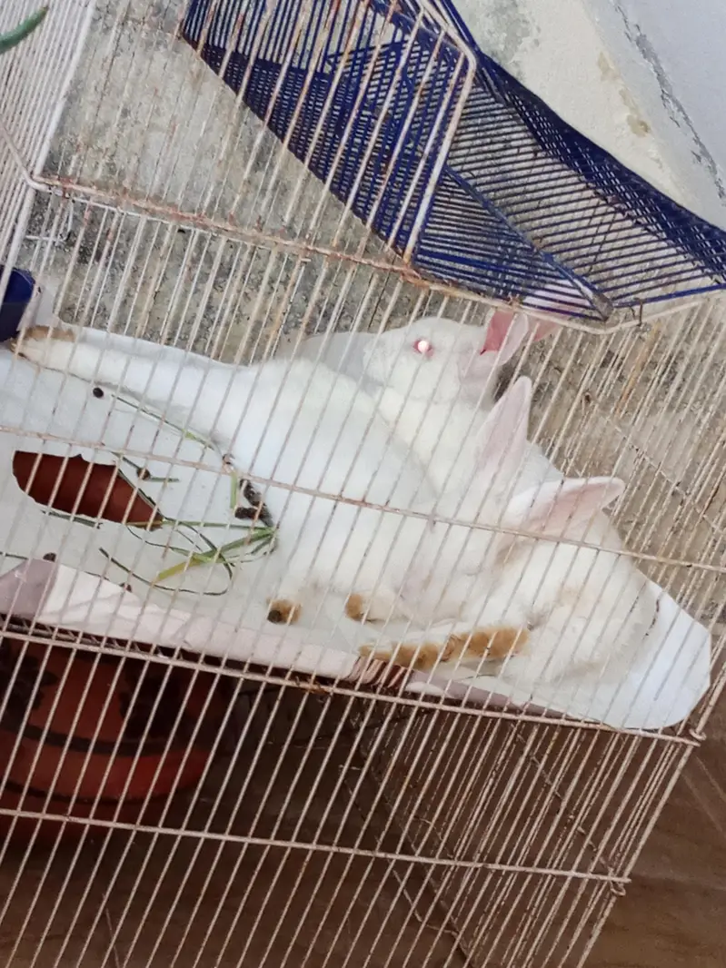 white Red Eyes Rabbits — photo 8