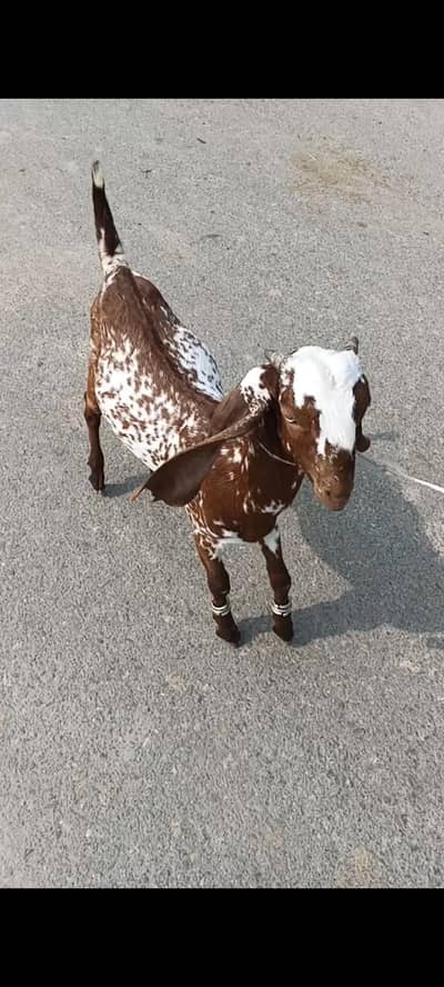 Makhi cheeni bakra fo sale whatsap 03061869144