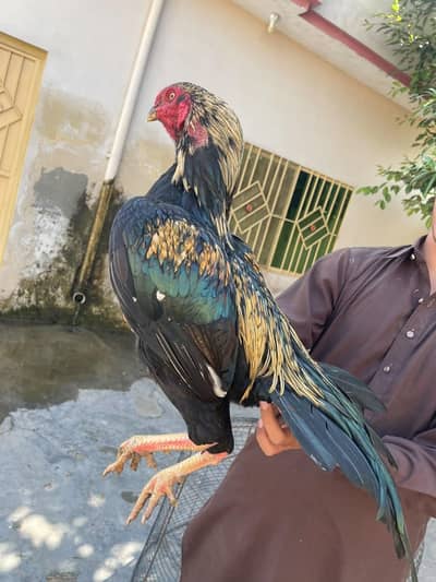 Aseel murg for sale high class urgent