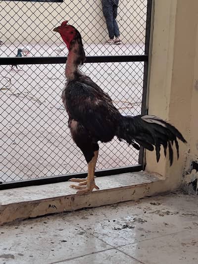 pure Saddam line Thai import from Thailand chicks available