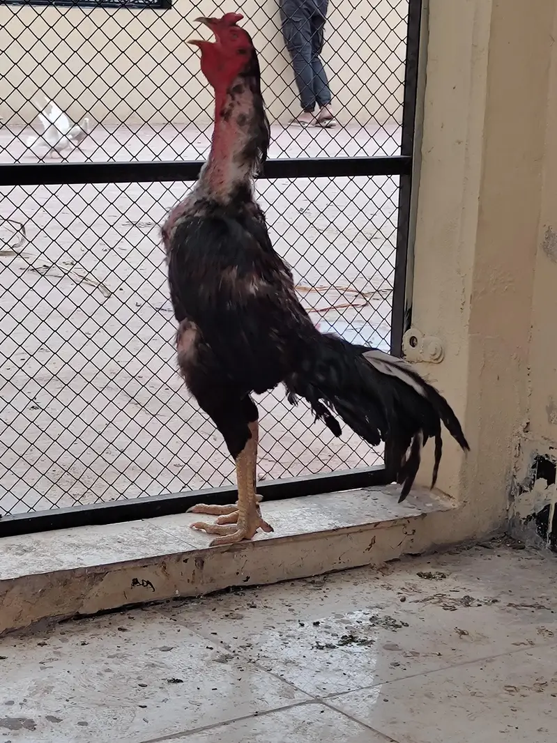 pure Saddam line Thai import from Thailand chicks available — photo 2