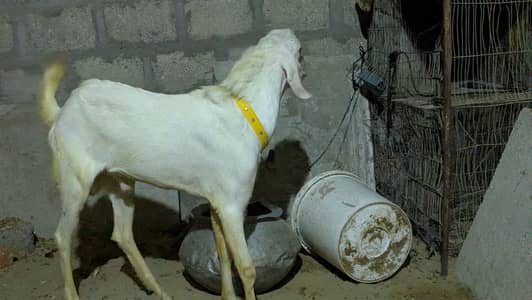 White Eyes Breeder Bakra – Full Turbo