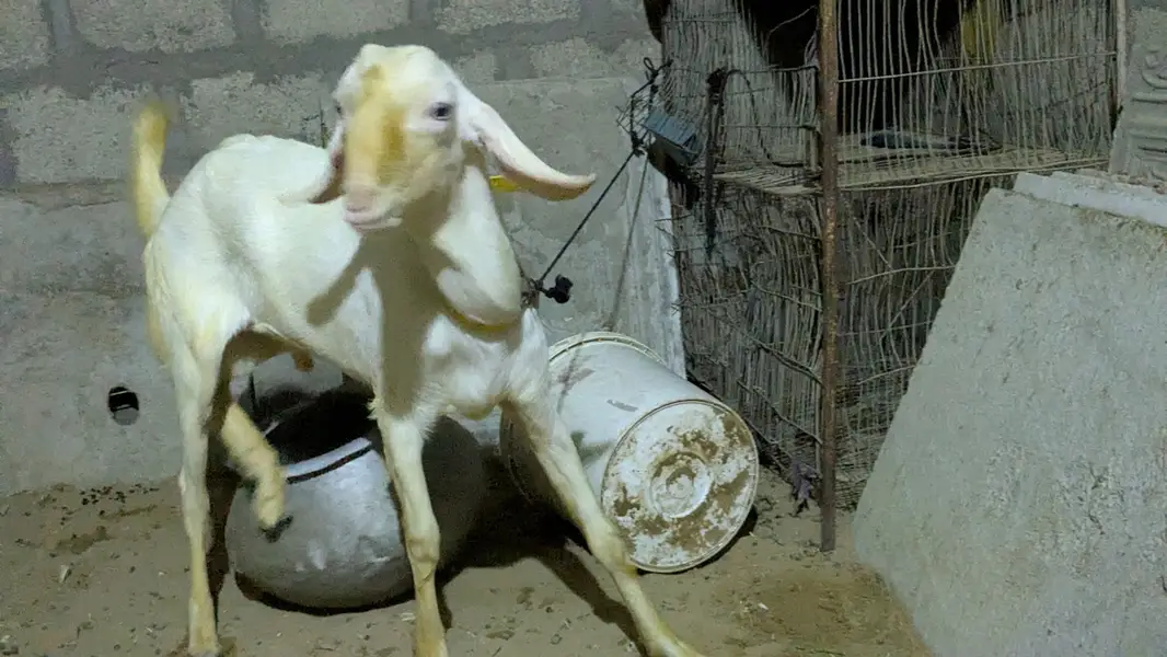 White Eyes Breeder Bakra – Full Turbo — photo 2