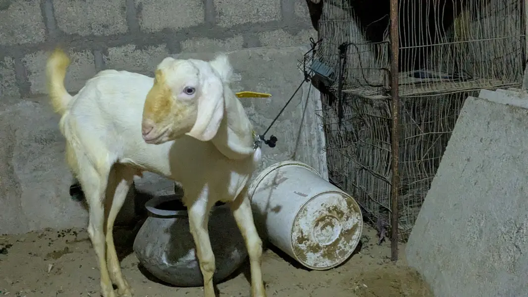 White Eyes Breeder Bakra – Full Turbo — photo 3