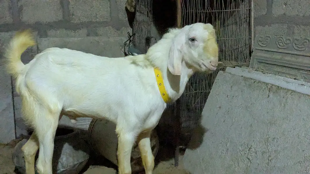 White Eyes Breeder Bakra – Full Turbo — photo 4