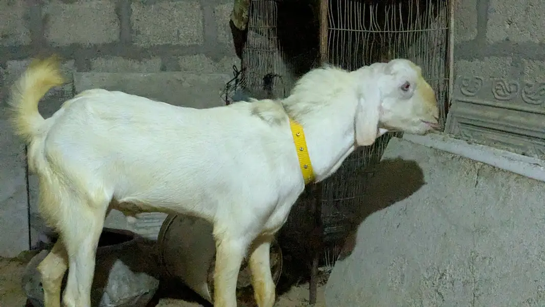 White Eyes Breeder Bakra – Full Turbo — photo 5
