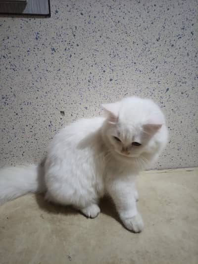 Persian White Double coated kitten for sale