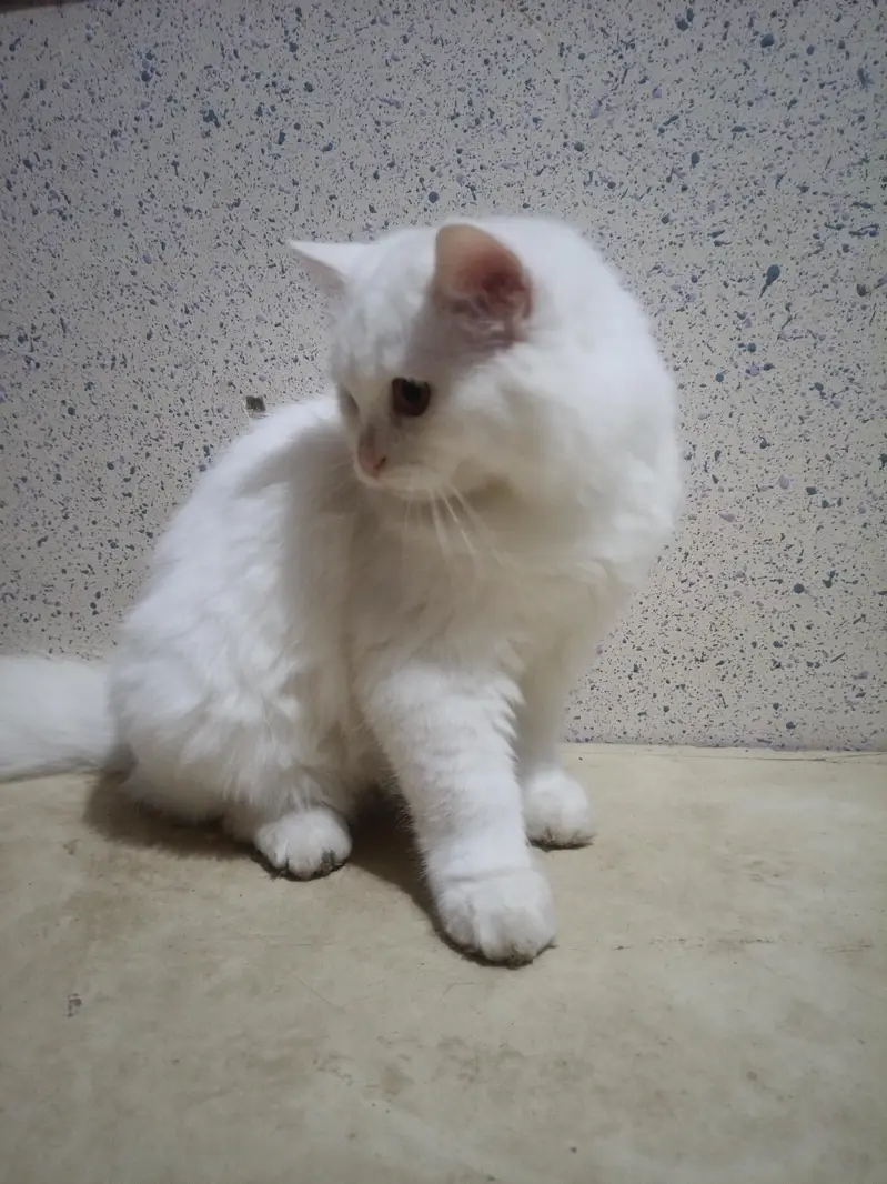 Persian White Double coated kitten for sale — photo 2