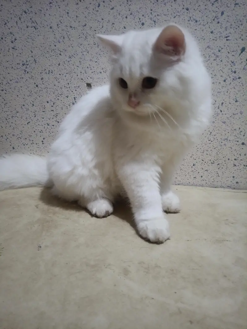 Persian White Double coated kitten for sale — photo 3
