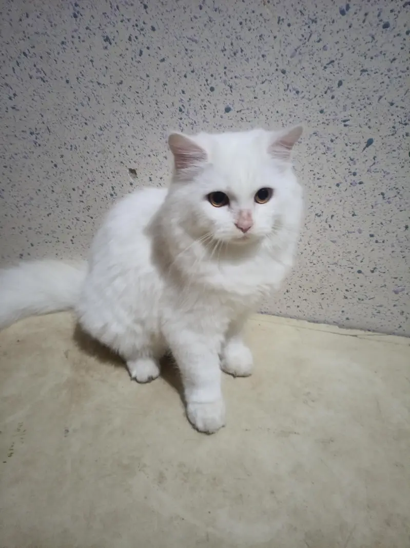 Persian White Double coated kitten for sale — photo 4