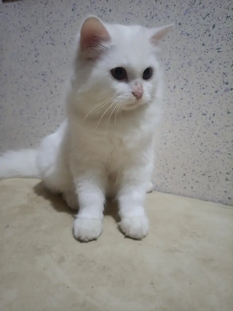 Persian White Double coated kitten for sale — photo 5